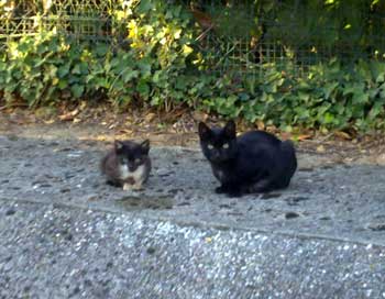 chat palaiseau